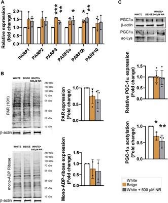 Nicotinamide-riboside shifts the differentiation of human primary white adipocytes to beige adipocytes impacting substrate preference and uncoupling respiration through SIRT1 activation and mitochondria-derived reactive species production